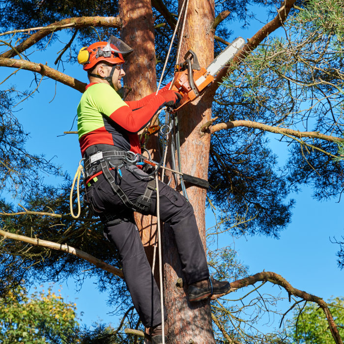 Elagage Argenteuil 95