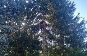 Abattage d'arbres à val doise 